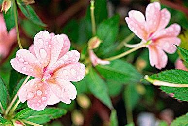 《战地2042》进入Steam250评分最低游戏榜第9名